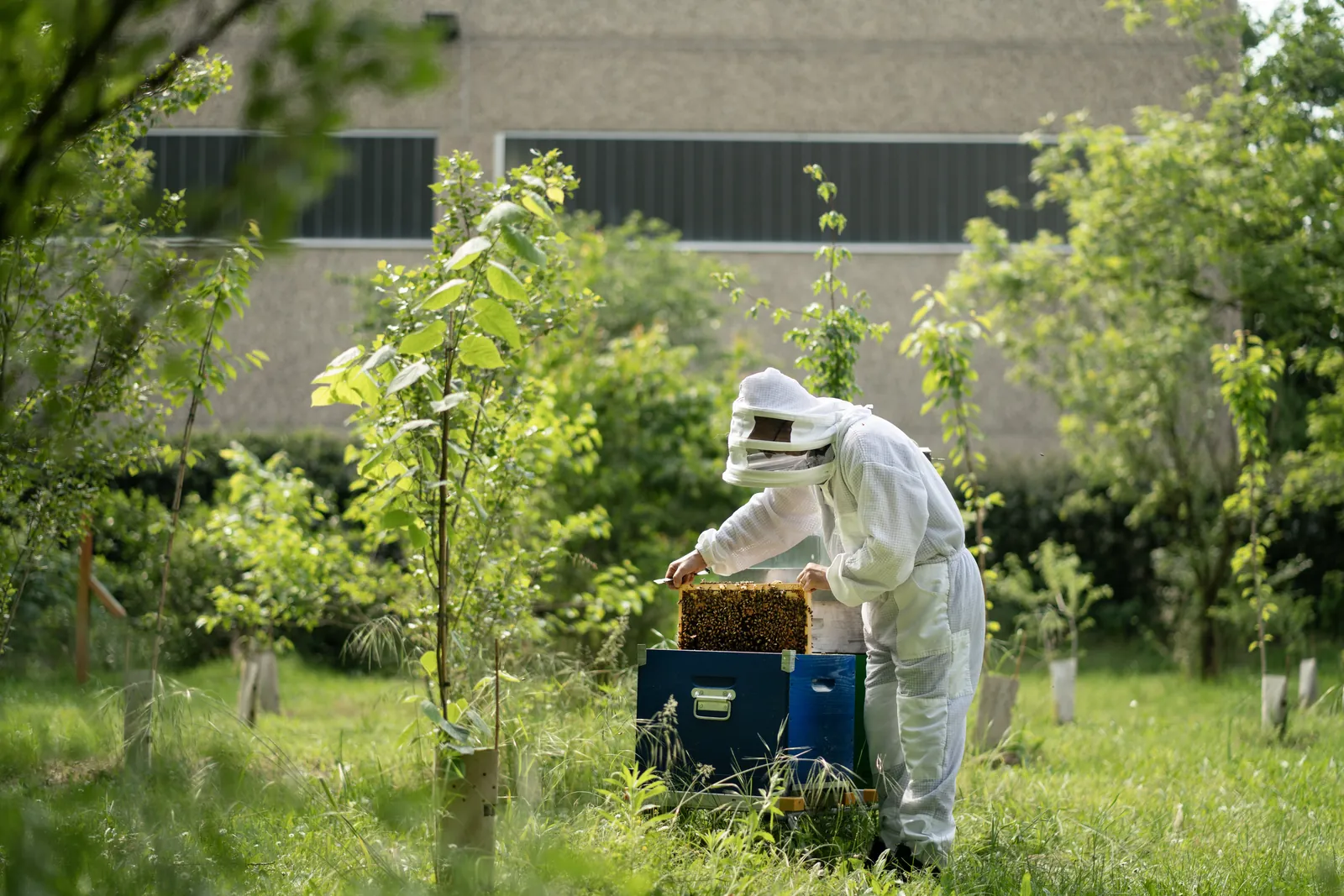 Un apicoltore in un'oasi 3Bee accanto a un capannone